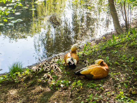 Couple of shelduck with ducklings on pond embankment. Waterfowl hatches chicks in spring season.の写真素材