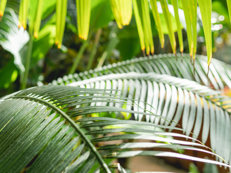 Tropical plants in greenhouse. Lianas and palm tree branches with green leaves in glasshouse.の写真素材
