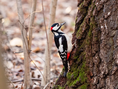 Great spotted woodpecker, Dendrocopos major, knocks on the bark of tree, extracting edable insects....