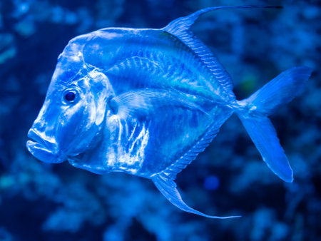The lookdown or Selene vomer is a species of game fish. Shiny reflective mirror fish inside tank with water. Underwater life in aquarium.の写真素材
