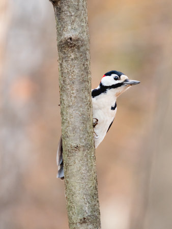 Great spotted woodpecker, Dendrocopos major, knocks on the bark of a tree, extracting edable insects. Bird in winter forest.の写真素材