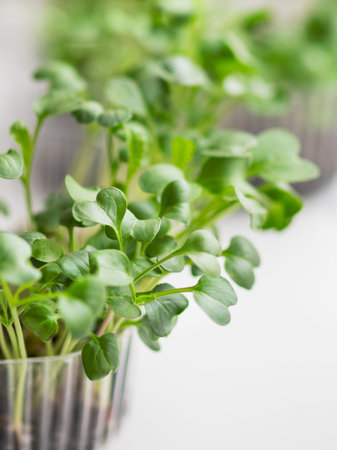 Close up of micro greens. Growing micro plants at home for health or vegan nutrition. Seed...