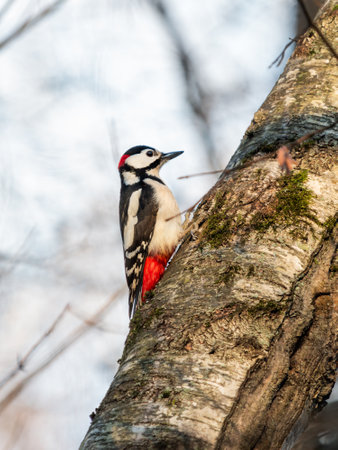 Great spotted woodpecker, Dendrocopos major, knocks on the bark of birch tree, extracting edable insects. Bird in winter forest.の写真素材