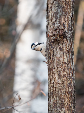 Great spotted woodpecker, Dendrocopos major, knocks on the bark of a tree, extracting edable insects. Bird in autumn forest at sunset.の写真素材