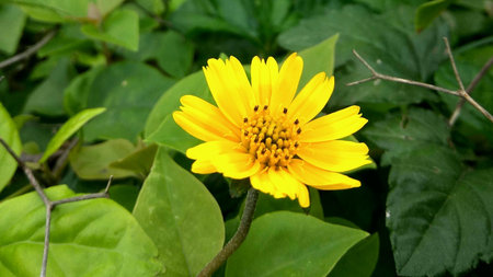 Yellow flower with green baground