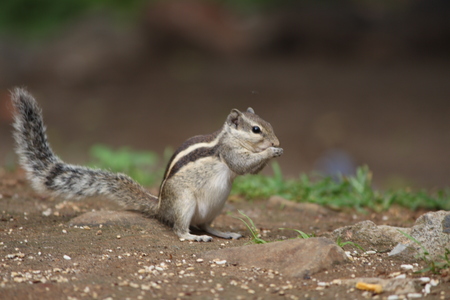 Squirrel of this picture is clicked at girnar junagadhの写真素材