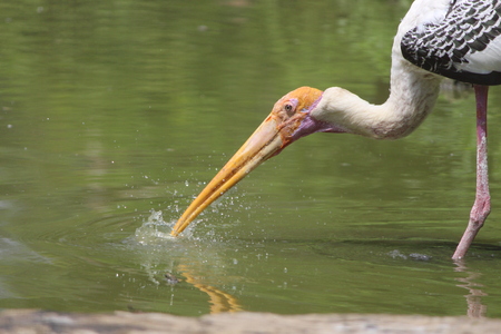Crane of this photo is clicked at national park of india gandhinagar. Crane is finding food in the water.の写真素材