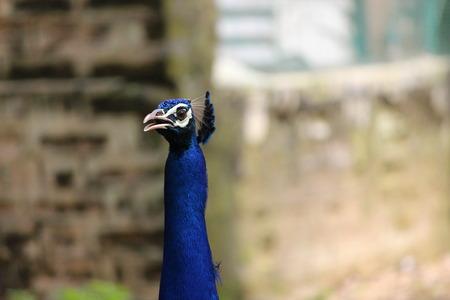 Peacock of this picture is clicked at nationa parkの写真素材