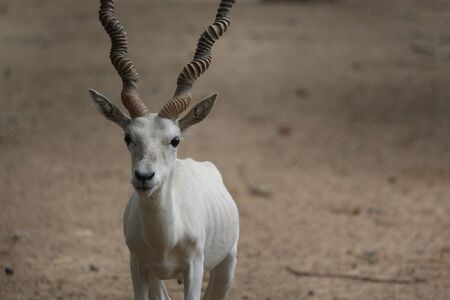 White Black Duck of photo is clicked at indroda national park gandhinagarの写真素材