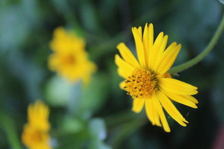 Sun Flower - this photo was shoots in monsoon seasonの写真素材