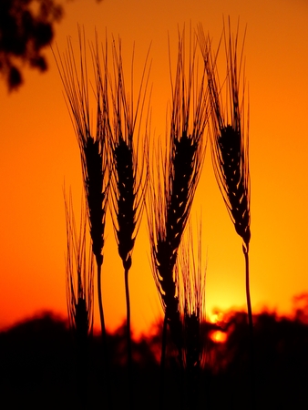 Wheat Plant with sunset Photo shoot at farmの写真素材