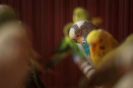 Portrait of a caged Budgie Parrot who looks sad sitting there trapped inside with all other birds in the cage despite they were made to fly. Soon she will be sold off and sent to another cage.の写真素材