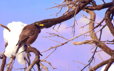 A Common Myna bird comes out in the morning sun and sits looking for prey in the harsh snow winters, blue sky backgroundの写真素材