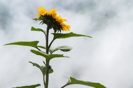 A sunflower in the fog facing away from the camera, Green Leaves Cover The Flower, 5Kの写真素材
