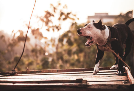 Portrait of a white and brown pit bull terrier dog barking on someone on the side and standing on a tilted platform, vintage look, 5Kの写真素材