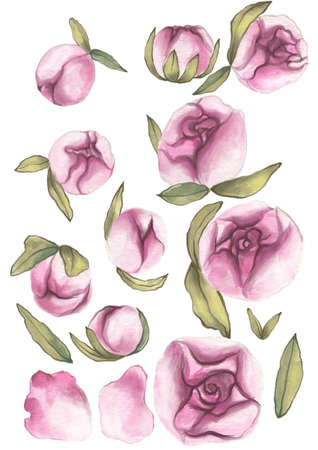 Valentines Day. Delicate Love. Hand drawn water color set of pink peony flowers with leaves on the flat white backgroundの写真素材