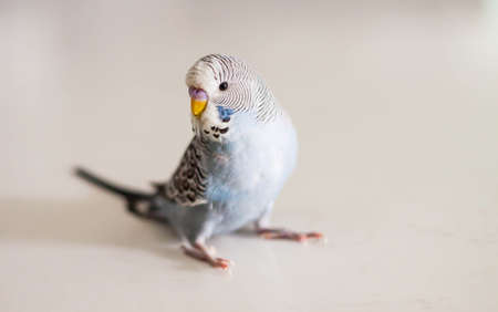 Blue budgieの写真素材