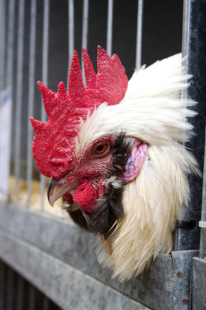 Rooster face 