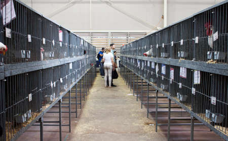 Chicken cage のeditorial素材