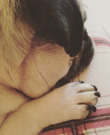 Pug restingの素材