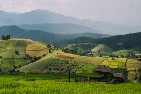 Green Terraced Rice Field in Pa Pong Pieng , Mae Chaem, Chiang Mai, Thailandの写真素材