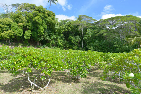 Tahitian monoi flower garden in Bora bora