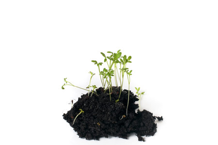 germinated seeds,sprouts,grouth,ground,spring