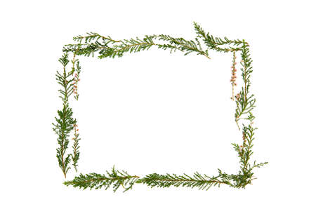 Heather sprig with pink flowers. Pharmacy concept. It can also be used in the description of the properties of medicinal plants.の写真素材