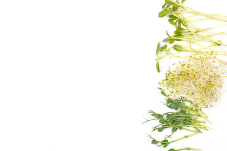 Pea sprouts, sprouted alfalfa seeds and germinated sunflower on white background. Healthy food diet, fresh organic produce and restaurant serving concept. Copy space.Horizontal orientation.の写真素材