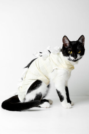Postoperative bandage on a black and white kitten  to protect after surgical incision or a non-infected wound. Care of a pet after a surgery operation.Sterilization.Vertical orientation.Copy space.の写真素材