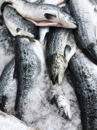 Fresh raw salmon fish over crushed ice.