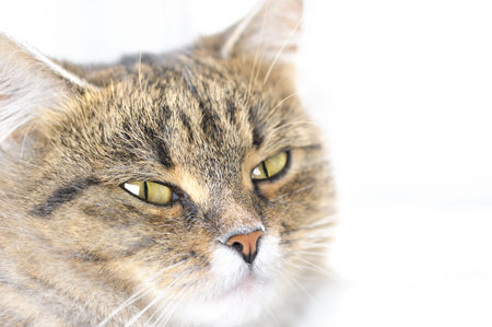 Cat with yellow and green eyes looking at camera over white background. Selective focus.Portrait.