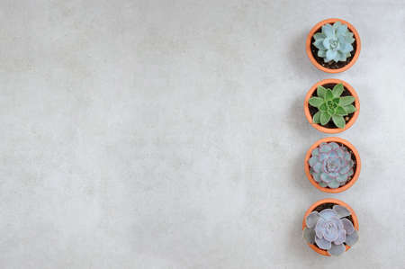 Mini Succulent plants. Set of four decorative  plants in the ceramic pots. Flat lay composition.の写真素材