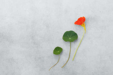 Nasturtium plant with  orange flower and green leaf over gray background. Ingredients of haute cuisine.Horizontal orientation with copy space for text.Background for different purpose.の写真素材