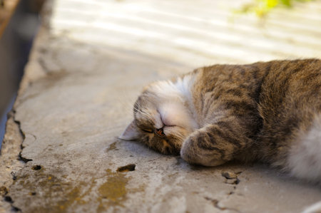 Lovely gray  catlying down and relaxing  in the sun on the old background. Horizontal orientation.