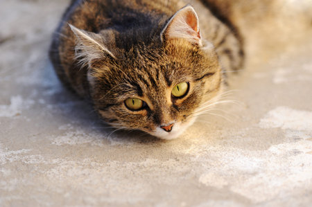 Beautiful domestic cat  lying on the floor in the sun  and looking up. Pet enjoying sun...