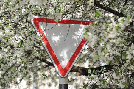 Give way.Traffic sign in the street. Old triangle traffic sign on the spring flowers  background....