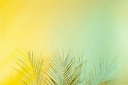 Creative yellow green color layout made of tropical leaves. Minimal green palm leafs background.Â Nature concept.の写真素材