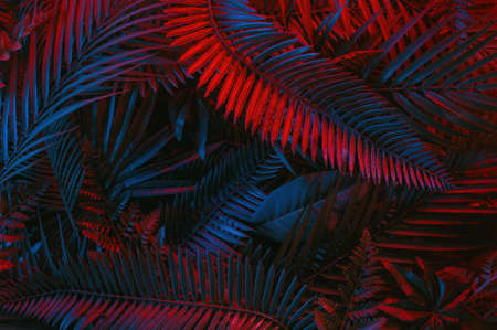 Tropical green palm leaves in vibrant gradient neon colors. Concept art. Minimal nature flat layÂ  floral image.の写真素材