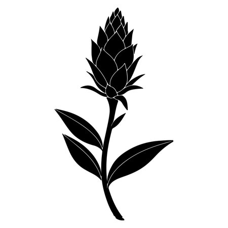 Elegant Ginger Flower Silhouette Design for Botanical Illustration and Creative Projects featuring a distinctive blossom and graceful leavesのイラスト素材