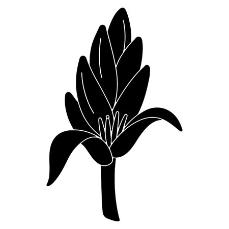 Elegant black and white floral vector illustration of a blooming lily flower on white backgroundのイラスト素材