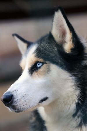 Siberian Husky breed is a beautiful dog with a thick coat that comes in a multitude of colors and markingsの写真素材
