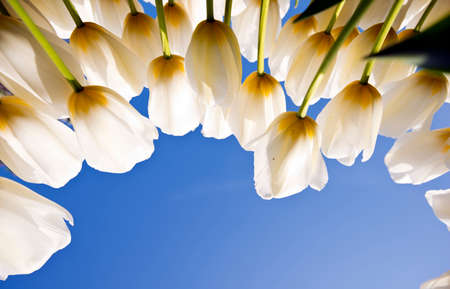 International Istanbul Tulip Festival April 2016, Istanbul, Turkeyの写真素材