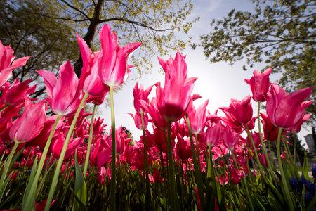 International Istanbul Tulip Festival April 2016, Istanbul, Turkey