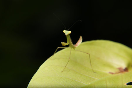 Macro Close Up Small cute baby Praying Mantis on green leaf over black background. Selective Focusの写真素材