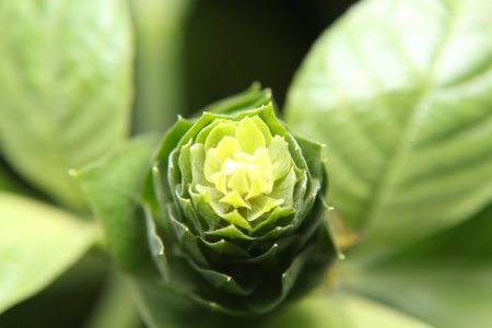 Macro Green plant shoot flower close-up, abstract symmetry backgroundの写真素材