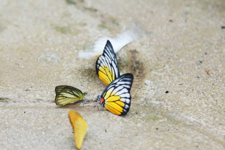 Colorful butterflies on floor. Motion Blur. Selective focusの写真素材