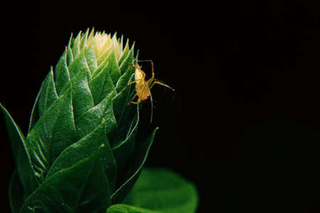 Small lynx spider resting on green leave shoot isolated black background. Selected focusの写真素材