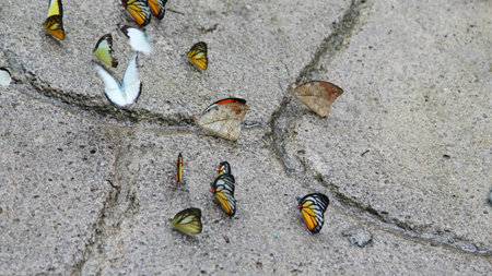 Colorful butterflies on floor. Motion Blur. Selective focusの写真素材