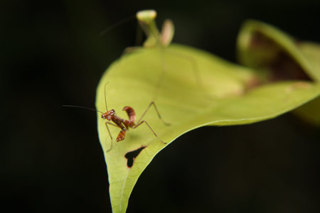 Macro Close Up Small cute baby Praying Mantis on green leaf over black background. Selective Focusの写真素材